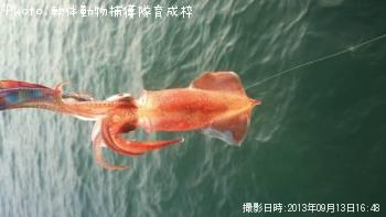 ¥±¥ó¥µ¥¥¤¥«