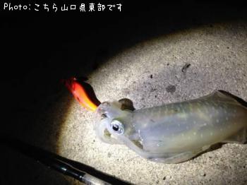 ¥¢¥ª¥ê¥¤¥«