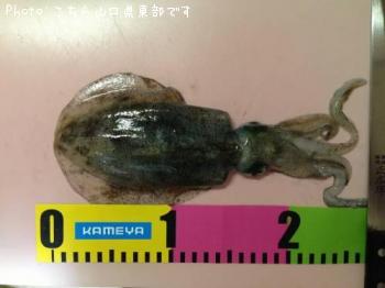 ¥¢¥ª¥ê¥¤¥«