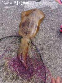 �����ꥤ��