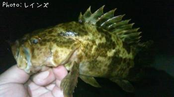 ¥«¥µ¥´¡õ¥¿¥±¥Î¥³