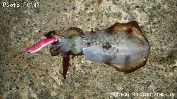 �����ꥤ��