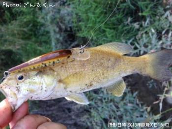 ¥¹¥â¡¼¥ë¥Þ¥¦¥¹¥Ð¥¹