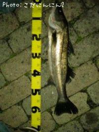 �����Х�