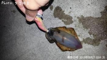 ¥¢¥ª¥ê¥¤¥«