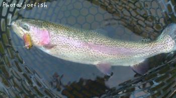 �쥤��ܡ��ȥ饦��