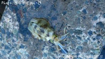 ¥¢¥ª¥ê¥¤¥«