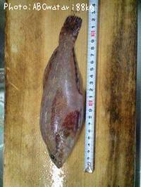 �����ʥ�