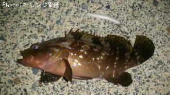 �����ϥ�