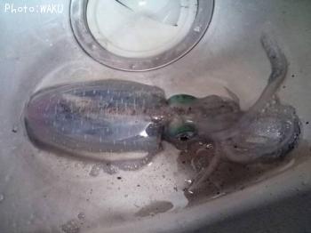 �����ꥤ��