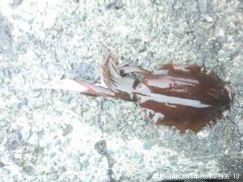 �����ꥤ��