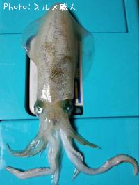 �����ꥤ��