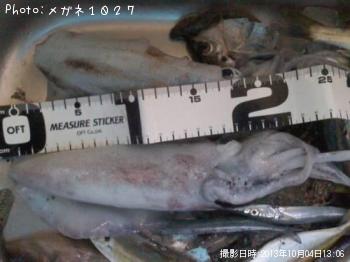 ¥¢¥ª¥ê¥¤¥«