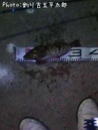 �����ʥ�