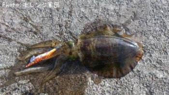 �����ꥤ��