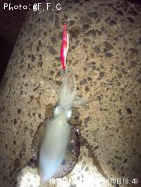 ¥¢¥ª¥ê¥¤¥«