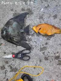 ¥Á¥ç¥¦¥Á¥ç¥¦¥¦¥ª¡©