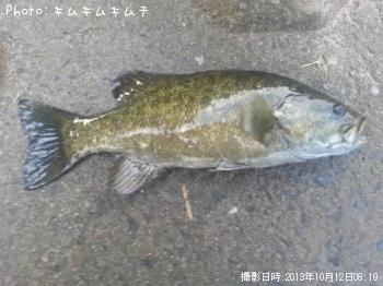 ¥¹¥â¡¼¥ë¥Þ¥¦¥¹¥Ð¥¹