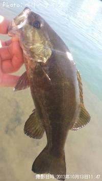 ¥¹¥â¡¼¥ë¥Þ¥¦¥¹¥Ð¥¹