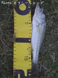 �֥�å��Х�