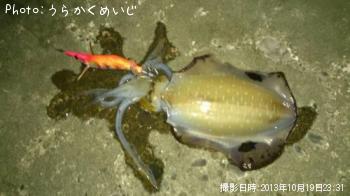 ¥¢¥ª¥ê¥¤¥«