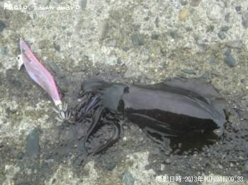 ¥¢¥ª¥ê¥¤¥«