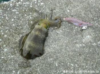 �����ꥤ��