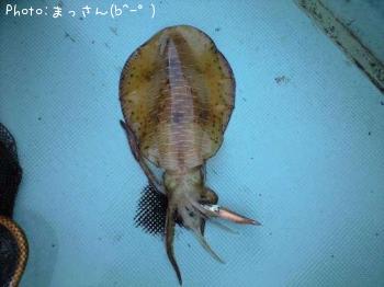 ¥¢¥ª¥ê¥¤¥«