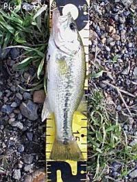 ¥Ö¥é¥Ã¥¯¥Ð¥¹