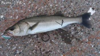 �����Ф�