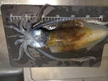 ¥¢¥ª¥ê¥¤¥«