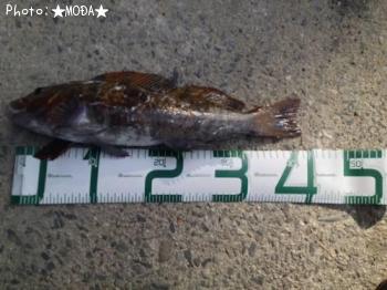 �����ʥ�