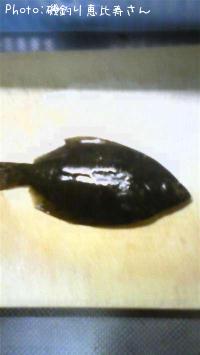 ¥Þ¥³¥«¥ì¥¤