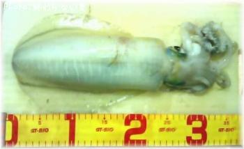 ¥¢¥ª¥ê¥¤¥«