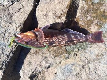 �����ʥ�