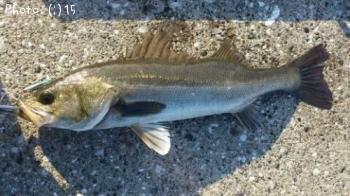 �����Ф�