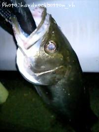 �����Х�