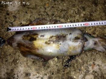 ¥¢¥ª¥ê¥¤¥«