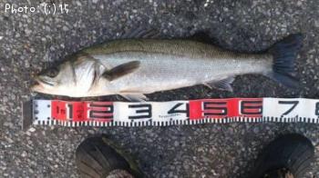 �����Ф�