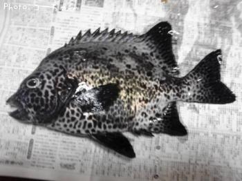 ¥¤¥·¥¬¥¥À¥¤