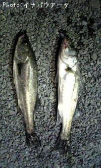 �����Х�