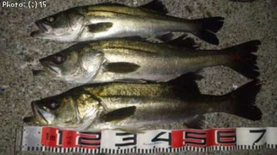 �����Ф�