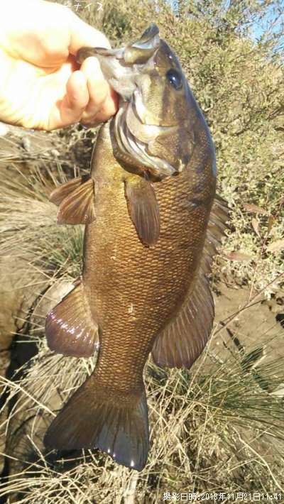 ���⡼��ޥ����Х�