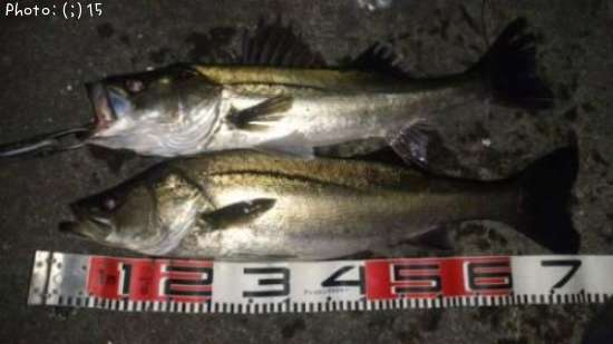 �����Ф�