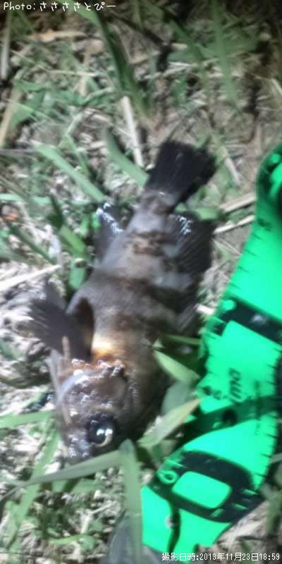 ��Х�������������Х�