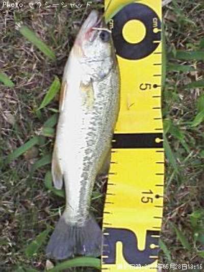 �֥�å��Х�