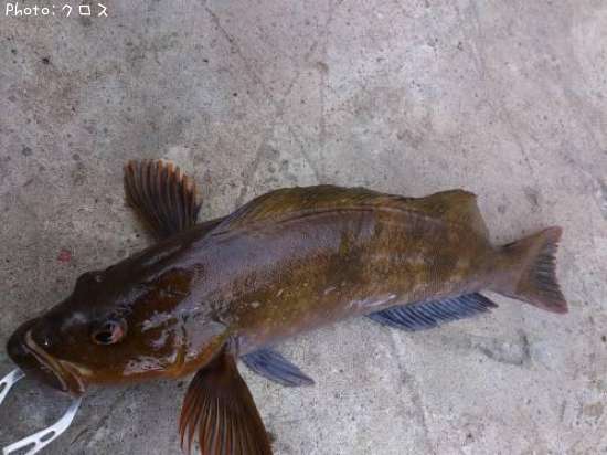 �����ʥ�