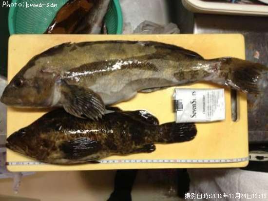 �٥å�������