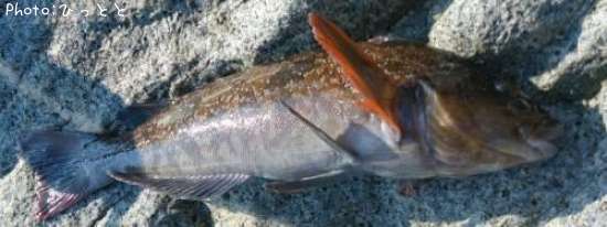 �����ʥ�