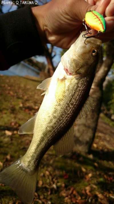 �֥�å��Х�